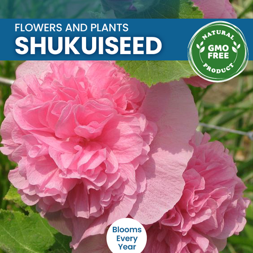 Chaters Double Hollyhock Seeds