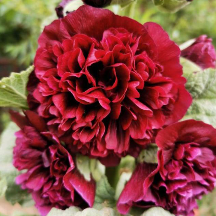 Chaters Double Hollyhock Seeds