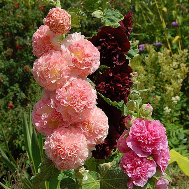Chaters Double Hollyhock Seeds