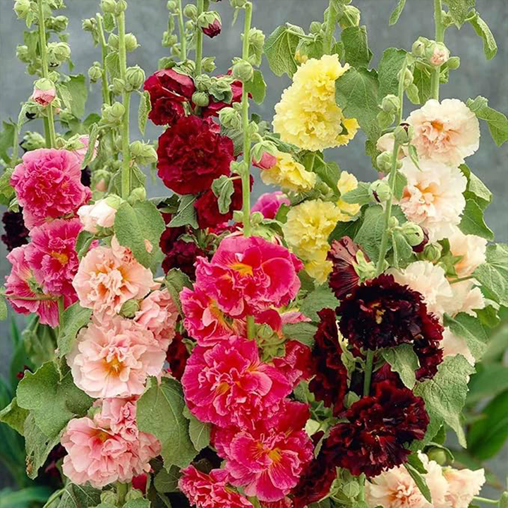 Chaters Double Hollyhock Seeds