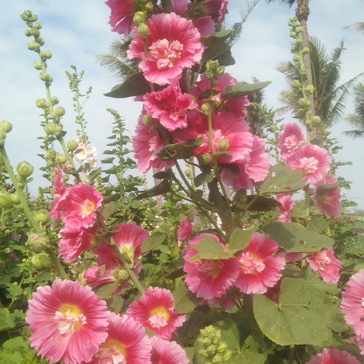 Chaters Double Hollyhock Seeds