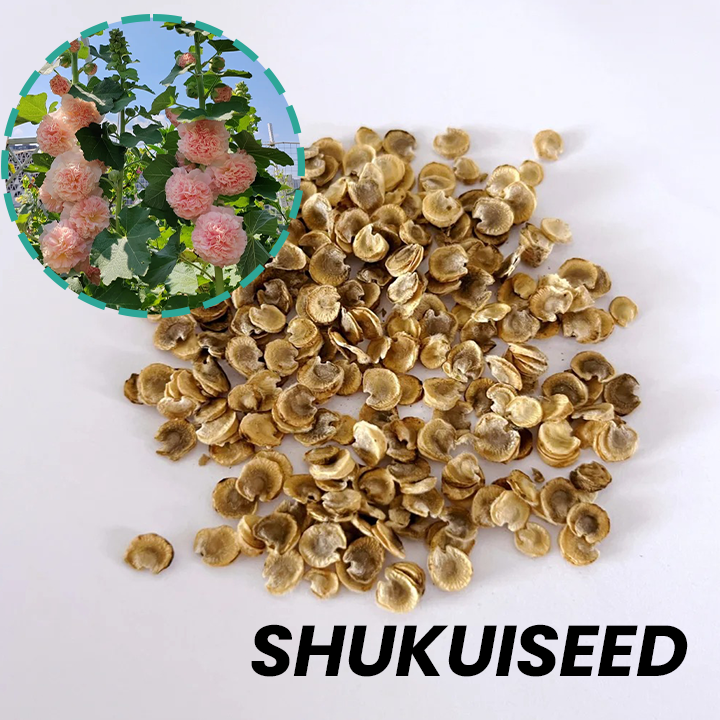 Chaters Double Hollyhock Seeds