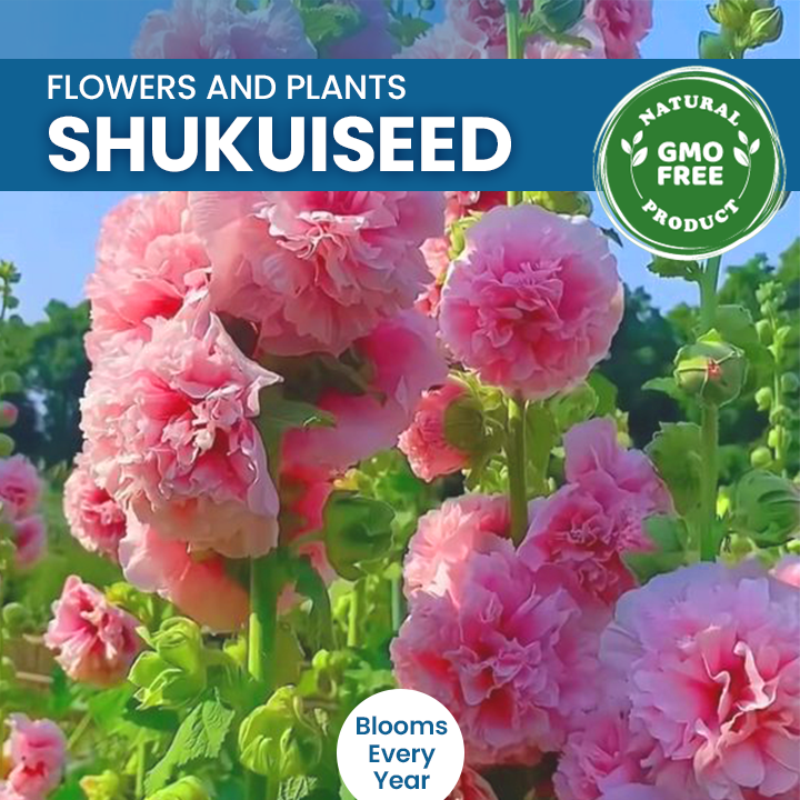 Chaters Double Hollyhock Seeds