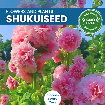 Chaters Double Hollyhock Seeds