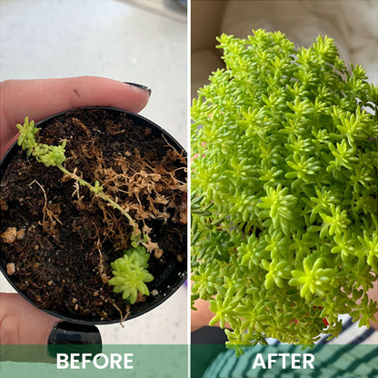 LIMETOW™ Plant Awakening Agent