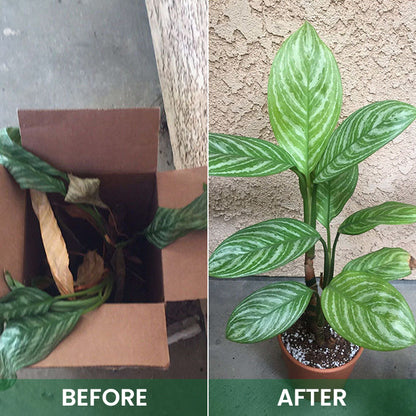 LIMETOW™ Plant Awakening Agent